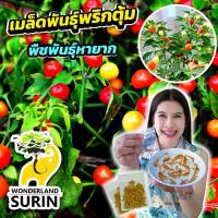 ราคา เมล็ดพันธุ์พริกตุ้ม (WS0038) 1 ซอง (บรรจุ 30 เมล็ด) ปลูกง่าย โตไว ผลผลิตคุ้มค่า ประกอบอาหารได้หลากหลาย (1731992513647446867)