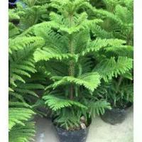 ราคา 20เมล็ด/ซอง เมล็ดพันธุ์สนฉัตร/สนฉัตรฮาวาย เมล็ดใหม่ ต.ค 66 ปลูกประดับสวน โรงแรม รีสอร์ท (มีคู่มือการเพาะ) (1729829653240056372)