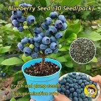 ราคา ต้นบลูเบอร์รี่ บลูเบอร์รี่ เมล็ดบลูเบอร์รี่ 30 เมล็ด/แพ็ค Sweet Dwarf Blueberry Seeds for Planting Bonsai Blueberry Seeds Blueberry Tree Seeds ต้นไม้แคระ ต้นไม้ผล เมล็ดผลไม้ ต้นผ (1732464966363809241)