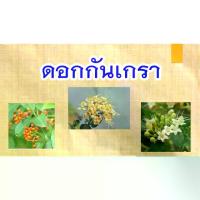 ราคา เมล็ดพันธุ์กันเกรา จำนวน 1000 เมล็ด อัตรางอกสูง (1730643192623630900)