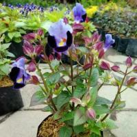 ราคา แววมยุราคละสี200เมล็ด ปลูกไว้ดอกไม้ฟอกอากาศ (1730643584489720357)