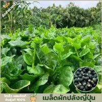 ราคา ผักปลังญี่ปุ่น ซองละ 30 เมล็ด เมล็ดพันธุ์แท้ คัดพิเศษทุกเมล็ด (1732725294347355816)