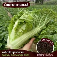 ราคา ผักกาดหางหงส์ เมล็ดพันธุ์อัตรางอกสูง ซองละ 40 เมล็ด ส่งจากสวน (1732792551742801156)