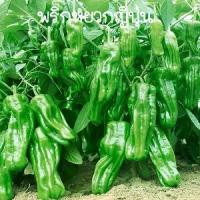 ราคา พริกหยวกญี่ปุ่นถูกที่สุด10บ. เมล็ดพันธุ์พริกพริกหยวกญี่ปุ่น 10-60เมล็ดงอกง่าย โตไว☘️ ผลดกมากทานอร่อย (1732305120281660301)