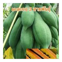 ราคา เมล็ดพันธุ์มะละกอ 3 สายพันธุ์(แขกนวล แขกดำ ฮอลแลนด์)บรรจุชนิดละ30เมล็ด ราคา 70 บาท (1729616392197736688)