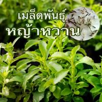 ราคา เมล็ดหญ้าหวาน 50 เมล็ด 60 บาท เมล็ดพันธุ์แท้นำเข้าจากต่างประเทศ (1732468718052541513)