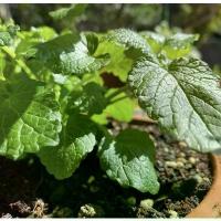 ราคา Lemon Balm seed เมล็ดเลม่อนบาล์ม ชุดละ 100 เมล็ด (1729696309481736265)