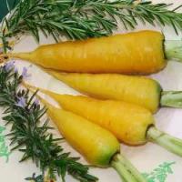 ราคา เมล็ดแครอทสีเหลือง - Solar Yellow Carrot 200 เมล็ด เมล็ดนำเข้า (1731938319506442814)