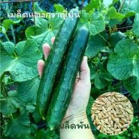 ราคา เมล็ดผักนำเข้า แตงกวาญี่ปุ่น 20 เมล็ด Japanese Cucumber (Organic Seed) แตงกวาลูกยาว (1732468780870829129)