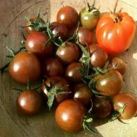 ราคา เมล็ดมะเขือเทศเชอรี่สีดำ - Black Cherry Tomato 20 เมล็ด (1731937871687158334)
