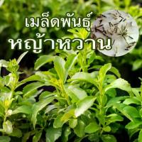 ราคา เมล็ดหญ้าหวาน 50 เมล็ด 60 บาท เมล็ดพันธุ์แท้นำเข้าจากต่างประเทศ (1732530897814127911)