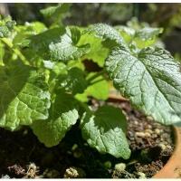 ราคา Lemon Balm seed เมล็ดเลม่อนบาล์ม ชุดละ 100 เมล็ด (1732531034348815433)