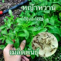 ราคา เมล็ดพันธ์ุ หญ้าหวาน (Stevia) 50 เมล็ด เมล็ดพันธุ์คุณภาพ ปลูกง่าย (1730865918937958695)