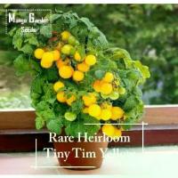 ราคา *หายากมาก* เมล็ดมะเขือเทศเหลือง Tiny Tim สืบทอด - 30 เมล็ด *เหมาะสำหรับกระถาง* กระถางต้นไม้, เมล็ดมะเขือเทศ สี เมล็ดมะเขือเทศแคปซูล - สวนมะม่วง (1731674485222639128)