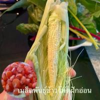 ราคา เมล็ดพันธุ์ข้าวโพดฝักอ่อน 80 เมล็ด เมล็ดพันธุ์คุณภาพ ปลูกง่าย (1732530900127089959)