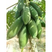 ราคา เมล็ดพันธุ์มะละกอแขกดำ พันธุ์ดำเนิน 200 เมล็ด พร้อมวิธีปลูก (1729665822792846273)