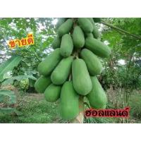 ราคา เมล็ดพันธุ์มะละกอฮอลแลนด์ 200 เมล็ด พร้อมวิธีปลูก (1729666391934798785)