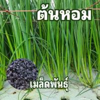 ราคา เมล็ดพันธุ์ต้นหอม 150 เมล็ด มีบริการเก็บเงินปลายทาง (1732468788889814089)