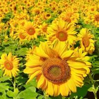 ราคา ดอกทานตะวัน ทานตะวันกินได้ เมล็ดทานตะวัน 300 เมล็ด อัตราการงอกสูง 80-90% ปลูกง่าย โตเร็ว. (1732310539129423103)