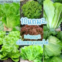 ราคา [ขายดีอันดับ 1]เมล็ดผักสลัด 800+ เมล็ด 2 บาท งอกดีมีคู่มือการปลูก [10 แถม 2 คละได้] / เมล็ดพันธุ์ผักสลัด อินทรีย์ (1732162563085469344)
