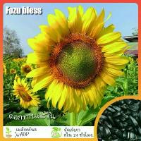 ราคา เมล็ดทานตะวัน 50เมล็ด ดอกทานตะวัน อัตราการงอกสูง 80-90% ปลูกง่าย โตเร็ว. (1732301380723574548)