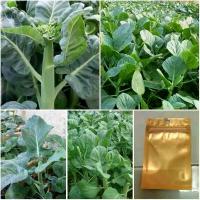 ราคา เมล็ดพันธุ์คะน้าฮ่องกงจัมโบ้ บรรจุ1,500-2,000เมล็ด (1730729803589126975)