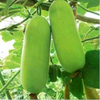 ราคา เมล็ดพันธุ์แฟงใส้ตัน บรรจุ50เมล็ด (1729774574443531071)