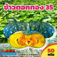 ราคา เมล็ดพันธุ์ฟักทองลายข้าวตอก ข้าวตอกทอง35 ขนาด 50กรัม ปลูกง่าย รสชาติมัน น้ำหนักดี 2-3กิโลกรัมต่อลูก ตลาดต้องการสูง วันหมดอายุ พฤศจิกายน 2569 (1731415060638108439)