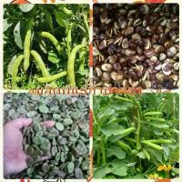 ราคา เมล็ดพันธุ์ถั่วปากอ้า บรรจุ50เมล็ด (1729774599376374591)