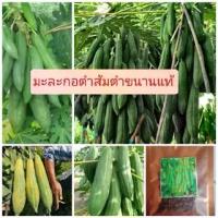 ราคา เมล็ดพันธุ์มะละกอครั่งเตี้ย บรรจุ50เมล็ด (1729765533561948991)