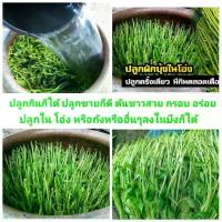 ราคา เมล็ดผักบุ้งแก้ว ผักบุ้งเย็นตาโฟ 500 เมล็ด (1729675548398225886)