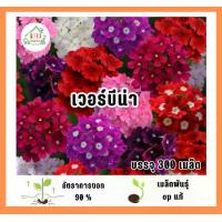 ราคา เมล็ดพันธุ์ดอกเวอร์บีน่า บรรจุ 300 เมล็ด (1732280768089524197)