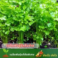 ราคา ซื้อ 1 แถม 1 เมล็ดพันธุ์ผักคื่นฉ่าย บรรจุซองละ 500 เมล็ด ผักสวนครัว ผักขึ้นฉ่าย (1731791756200151850)