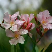 ราคา เมล็ดต้นปรง Eitakea 50 ชิ้น/ถุง สีผสมธรรมชาติ ต้นปรงสูง เมล็ด Nerium ที่ไม่ได้รับใบอนุญาต สำหรับเรือนกระจก (1732373803281057692)