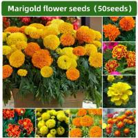 ราคา 50เมล็ด/แพ็ค เมล็ดดาวเรือง - ดาวเรืองฝรั่งเศส | เมล็ดดาวเรืองฝรั่งเศส Naughty Marietta | เมล็ดดอกดาวเรืองยักษ์แอฟริกัน | เมล็ดดอกดาวเรืองแอฟริกัน (1732074412398380301)