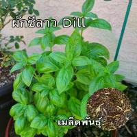 ราคา เมล็ดพันธุ์ผักชีลาว Dill seed 250 เมล็ด (1729583603516738230)