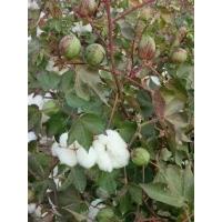 ราคา เมล็ดดอกฝ้าย ปุยฝ้าย ฝ้ายสีขาว จำนวน 50 เมล็ด (1731806314635560867)