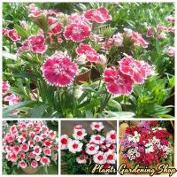 ราคา เมล็ดพันธุ์ดอกผีเสื้อ Mixed Dianthus Flower Seeds บรรจุ 200 เมล็ด ต้นดอกไม้สวยๆ เมล็ดดอกไม้ บอนสี ต้นไม้ประดับ ต้นดอกไม้ (1730208048674606071)