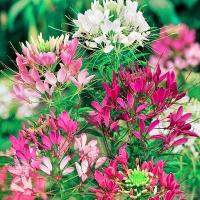 ราคา ผักเสี้ยนฝรั่งคละสี Cleome Spinosa Seeds ต้นไม้มงคล บอนไซ ต้นไม้ฟอกอากาศ ต้นไม้ประดับ เมล็ดดอกไม้สวย บรรจุ 200 เมล็ด (1730229025467239415)
