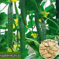 ราคา [พร้อมส่ง] เมล็ดพันธุ์แตงกวาที่ปลูกง่าย เมล็ดแตงกวาสด 100% บรรจุหีบห่อ 150 เมล็ด เมล็ดแตงกวาออร์แกนิก เมล็ดพืชแตงกวา เมล็ดพืชผักสวนครัว ต้นมงคล เมล็ดพืชผักออร์แกนิก บอนไซ เมล็ดพั (1729991148019551086)