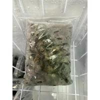 ราคา จิ้งหรีดไข่ ผสมจิ้งโกร่งไข่ อาหารชูก้า กิ้งก่า นก อาหารสัตว์เล็ก COD (1732219586397833147)