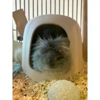 ราคา [ChillSpot] Ceramic Pet House 12" บ้านเซรามิกสำหรับสัตว์พันธุ์เล็กเช่น กระต่ายND หมาปักกิ่ง ปอมทีคัพ แพรรีด็อก ชินชิล่า (1731965966381320100)