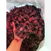 ราคา กระเจี๊ยบตากแห้ง(กระเจี๊ยบไทย100%) ขนาด500กรัม ปลอดสาร ผลผลิตเกษตร ปลูกเอง ตากแห้ง สมุนไพร กระเจี๊ยบแดงแห้ง ดอกกระ (1732049235292620504)