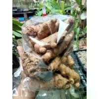 ราคา ว่านเอ็นเหลือง 500กรัม หัวว่านเอ็นเหลือง สมุนไพร (1732124080677225682)