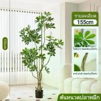 ราคา ต้นหนวดปลาหมึก หรือต้นปลาหมึกแคระ ต้นไม้ประดิษฐ์ 120/155cm ตกแต่งบ้านและสวน / แต่งร้าน/ออฟฟิศ PM (1731383734868871436)