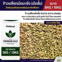 ราคา [พร้อมส่ง] (5KG / 10KG) ข้าวเปลือกเม็ดมะเขือ เม็ดสั้น อาหารนกแก้วทุกสายพันธุ์ หนูแฮมสเตอร์ ไก่ชน ไก่แจ้ (1731989659665075183)