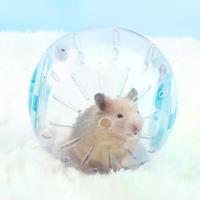 ราคา สัตว์เลี้ยงขนาดเล็กพลาสติก, TK, ลูกบอลกีฬากลางแจ้ง, กราวด์, วิ่งจ๊อกกิ้ง, หนูแฮมสเตอร์, ของเล่นออกกำลังกายขนาดเล็ก, #308677 (1729980765427108567)