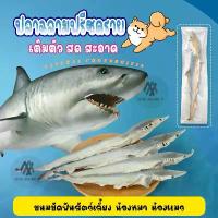 ราคา ขนมสุนัข ขนมแมว ปลาฉลามขัดฟัน ปลาฉลามแท้ อบแห้ง ขนมขัดฟันสัตว์เลี้ยง (1730569275171375862)