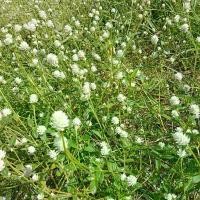 ราคา ดอกบานไม่รู้โรยป่า อาหารนก50กรัม (1730849031370803320)