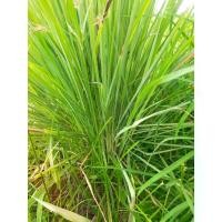 ราคา **มาใหม่จากไร่** ตะไคร้สด ขุดสด ใหม่ทุกออเดอร์ เครื่องเทศ อินทรีย์แท้ๆ #ladpraomarket (1732744147464587156)